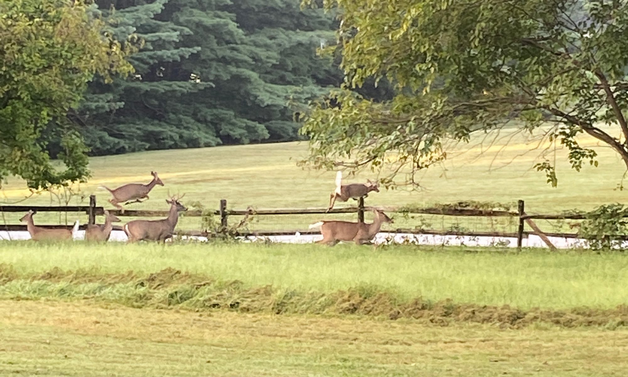 deer leaping over a fence from unmowed to mowed grass